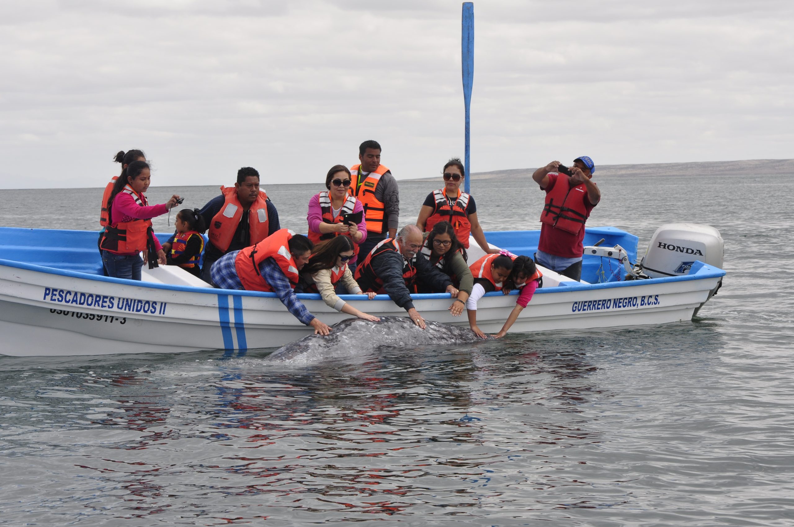 Touching a Gray Whale